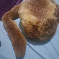 کلاه کتونی اورجینال روسی