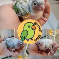 جوجه گرینچیک حلقه دار