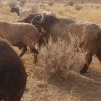 قوچ کوهی.
