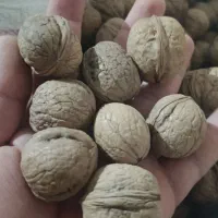 گردو عمده|خوردنی و آشامیدنی|تهران, ترمینال غرب|دیوار