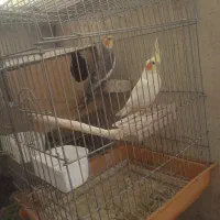 یک جفت عروس هلندی مولد وکارداده