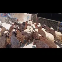 بره|حیوانات مزرعه|بروجرد, |دیوار