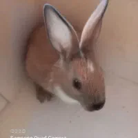 ۱ عدد خرگوش