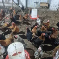 مرغ تخم گذار