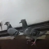 دوکت زرد|پرنده|شوشتر, |دیوار