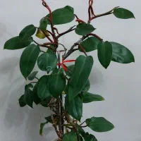 گلهای طبیعی آپارتمانی فیلندرون و مرجان