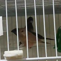 فنچ الماسی کرواتی گلدین