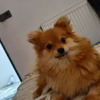 پامر روباهی