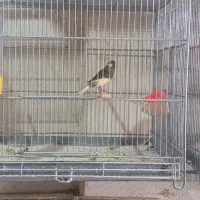 قناری ابلغ پرتقالی مست مست