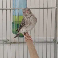 یاسمین طوسی نر (قناری سهره فنچ طوطی)|پرنده|تهران, کرمان|دیوار