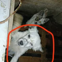 سگ پا کوتاه|سگ|مشهد, منزل آباد|دیوار