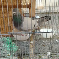 کبوتر بالغ جنسیت نامعلوم|پرنده|شاهین‌شهر, شهرک گلدیس|دیوار