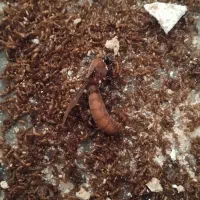 سم پاشی موریانه زدایی آریاگستر،(حسنوند) تضمینی|خدمات نظافت|خرم‌آباد, |دیوار