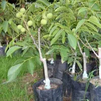 فروش انواع نهالهای مقاوم وپر بازده برای تمام مناطق|خدمات باغبانی و درختکاری|شیراز, قلات|دیوار