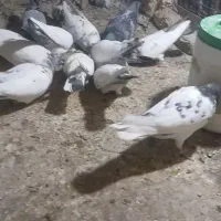 باسلام 5تا شهرستانی هم هست|پرنده|پاکدشت, پاکدشت (مامازند)|دیوار