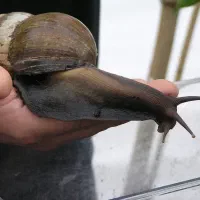 گوپی|ماهی|بیجار, |دیوار