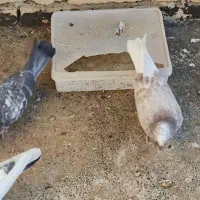 کبوتر کاشان|پرنده|فرخ‌شهر, |دیوار