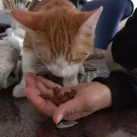 واگذاری گربه DSH نارنجی شیطون و بازیگوش