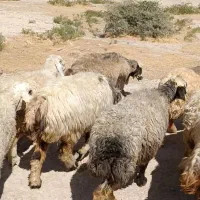 ۴۰راس میش|حیوانات مزرعه|جره و بالاده, |دیوار