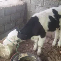 فروش گوساله سمینتال