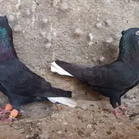 کبوتر رنگی و پلاکی وراوی