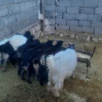 بزغاله وبز|حیوانات مزرعه|آبدانان, |دیوار