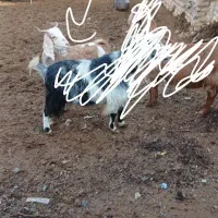 یه کولار افغانی با یه بزغاله نر سانن