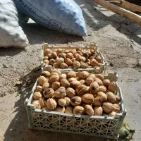 گردو خشک وتازه