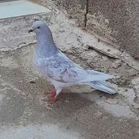 کله نقره ای|پرنده|چمران, |دیوار