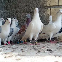 ۳۰تا کفتر بوم همه پرشی نو بوم