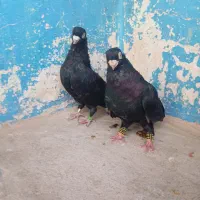 صرب|پرنده|زیباشهر, |دیوار