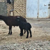 میش و بره|حیوانات مزرعه|رفسنجان, |دیوار