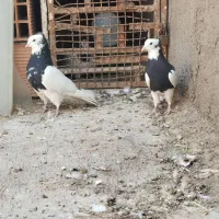 کبوتر کربلایی|پرنده|شال, |دیوار