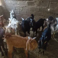 کهره نر