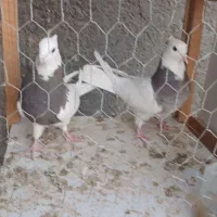 طوقی .آجری .سرکه ای