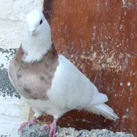 کبوتر،طوقی معاوضه با ماده|پرنده|بیستون, |دیوار