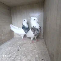 کبوتر طوقی|پرنده|محمدشهر, کوی بهار|دیوار