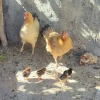 فروش مرغ و خروس و جوجه محلی