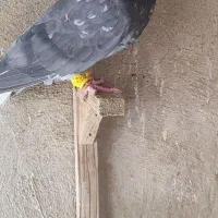 کفتر دم سفید سینه رنگی بهبهونی