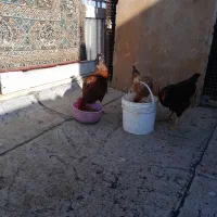 خروس محلی|حیوانات مزرعه|قزوین, |دیوار