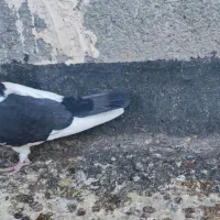 کفتر صید|پرنده|تربت‌حیدریه, میدان مرکزی|دیوار