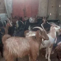 تعداد بیست و نه راس بز و یک راس پازن