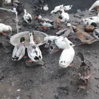 اردک نر فروشی|حیوانات مزرعه|لنگرود, |دیوار