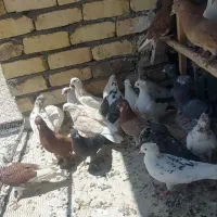 کفتر گرفتنی