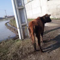 لیشه جرسی گاو ورزا|حیوانات مزرعه|رشت, حومه رشت|دیوار