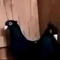 کفتر زاغ دم سفید سرخ یکت