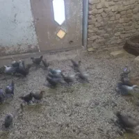 باسلام فروش جوجه مرغ براکل به فروش می‌رسد