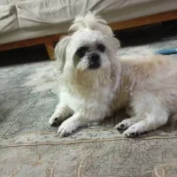 گمشده|حیوانات|تهران, حر|دیوار