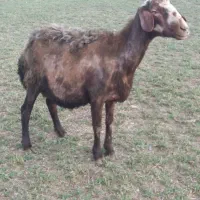 گوسفند دوقلو زا