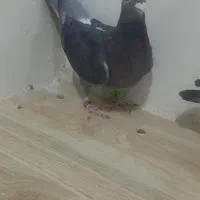 کبوتر|پرنده|شوشتر, |دیوار